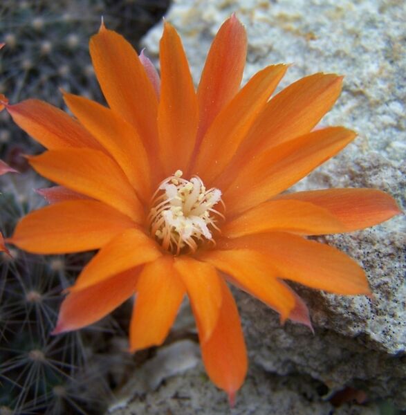 Fájl:Rebutia fiebrigii flavistyla-2.jpg