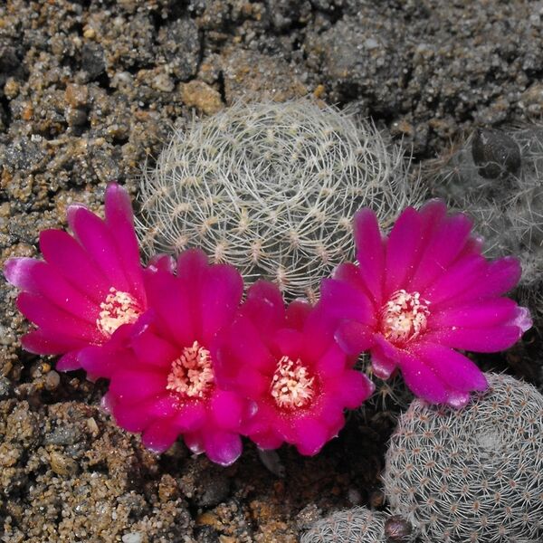 Fájl:Rebutia mentosa albissima 02-2.jpg