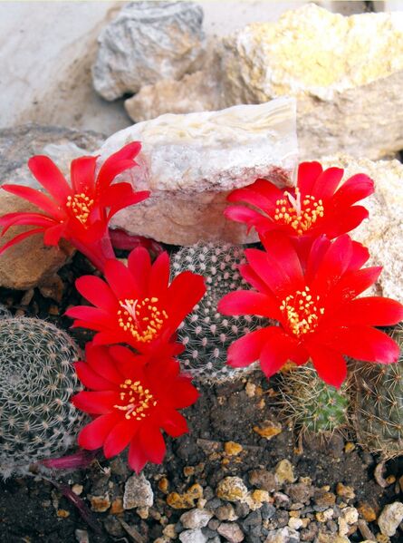 Fájl:Rebutia minuscula krainziana 1-0.jpg