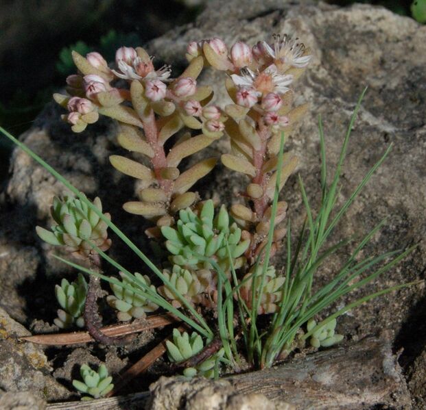 Fájl:Sedum hispanicum-1.jpg
