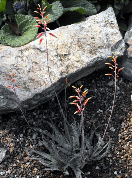 Fájl:Aloë rauhii-000.jpg