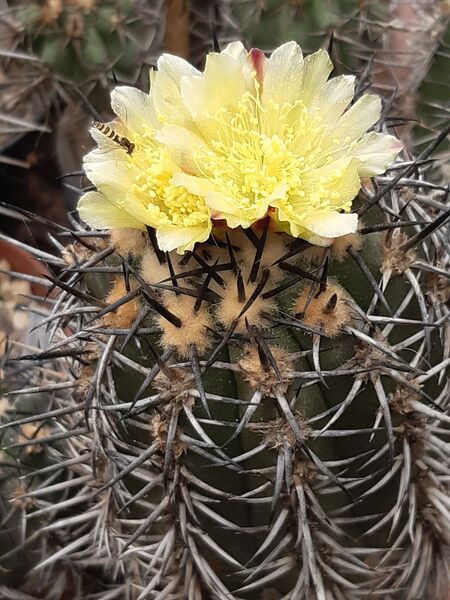 Fájl:Copiapoa cuprea.HL 02.jpg
