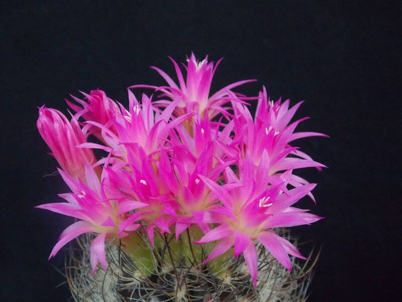 Fájl:Eriosyce senilis subsp. senilis.JCs 01.jpg