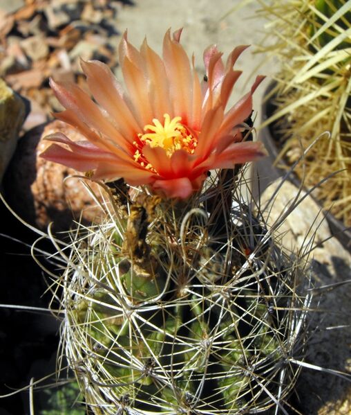 Fájl:Thelocactus setispinus-1.jpg