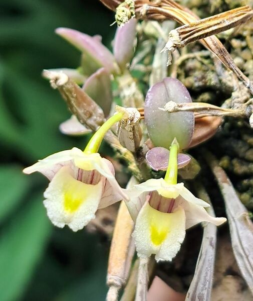 Fájl:Dendrobium pachyphyllum.VZs 01.jpg