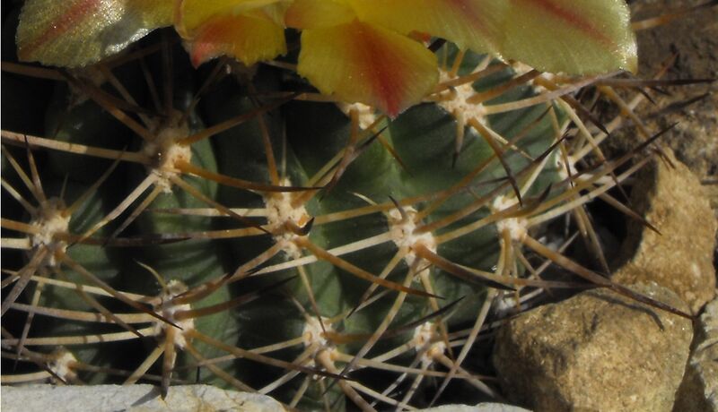 Fájl:Eriosyce curvispina curvispina-002.jpg
