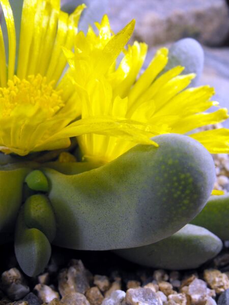 Fájl:Glottiphyllum oligocarpum-001.jpg