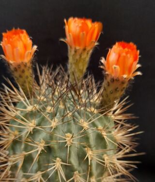 Mammillaria albicans