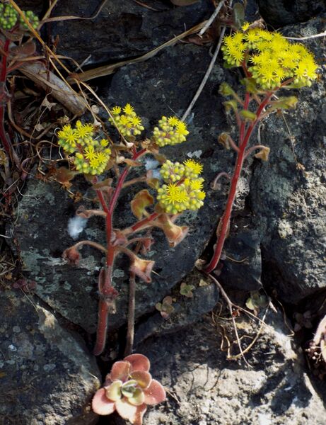 Fájl:Aichryson laxum-002.jpg