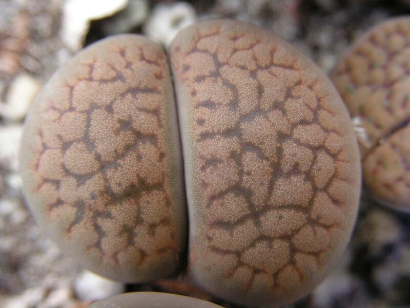 Fájl:Lithops hookeri-002.jpg