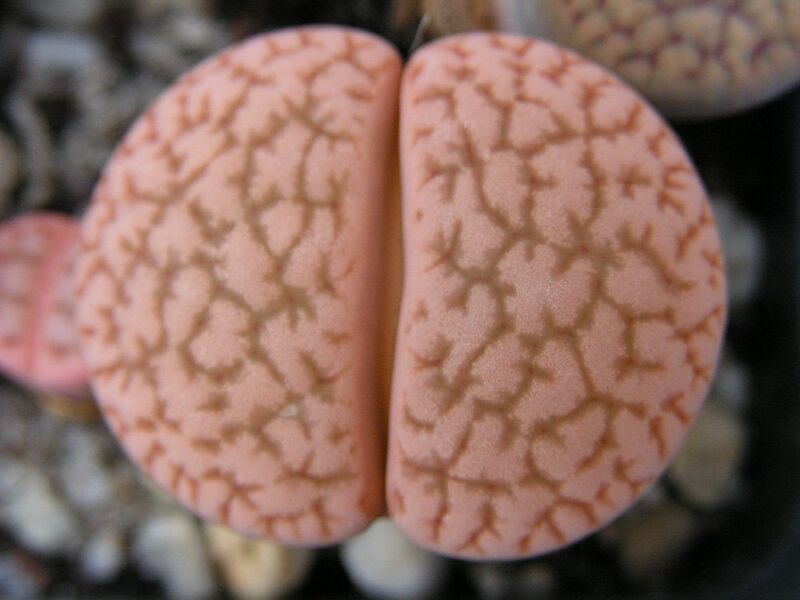 Fájl:Lithops hookeri-003.jpg