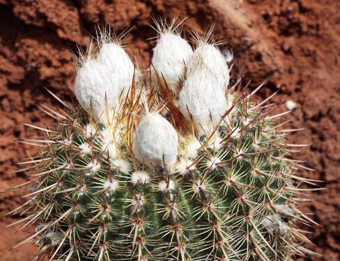 Notocactus mammulosus var. arapayensis