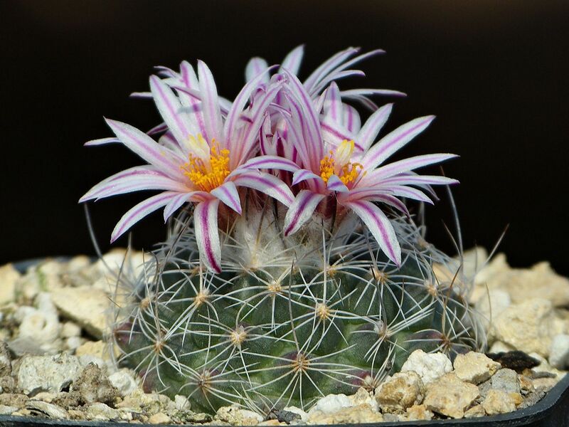 Fájl:Saueri nelissae GM1007.SzJ 02.jpg