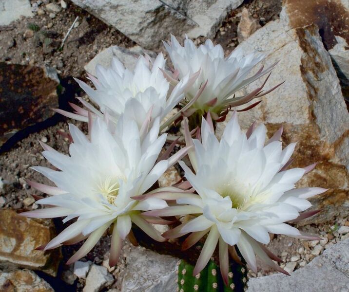 Fájl:Trichocereus spachianus cv Hungaria 02-1.jpg
