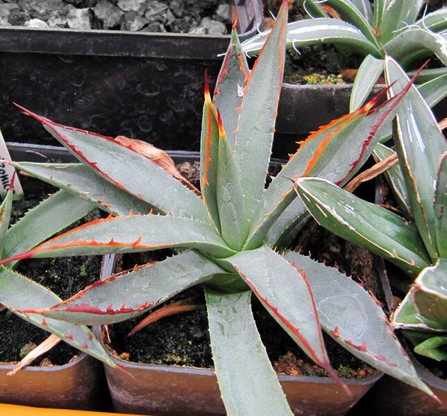 Fájl:Agave arizonica.Moha 01.jpg