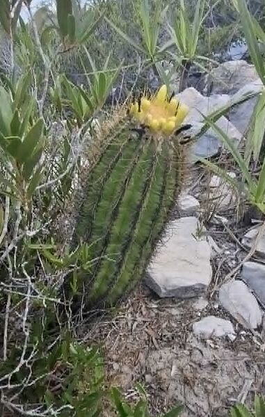 Fájl:Arrojadoa bahiensis subsp. flava.BJ 04.jpg