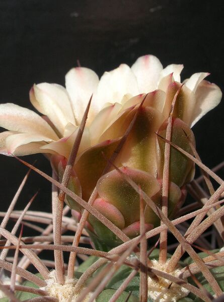 Fájl:Gymnocalycium oenanthemum ambatoense 2 rész-000.jpg