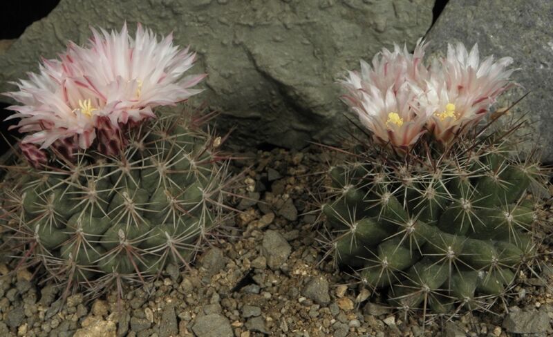 Fájl:Thelocactus conothelos garciae-1.jpg