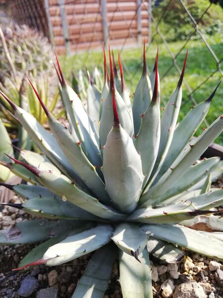 Fájl:Agave macroacantha.Szanda 01.jpg