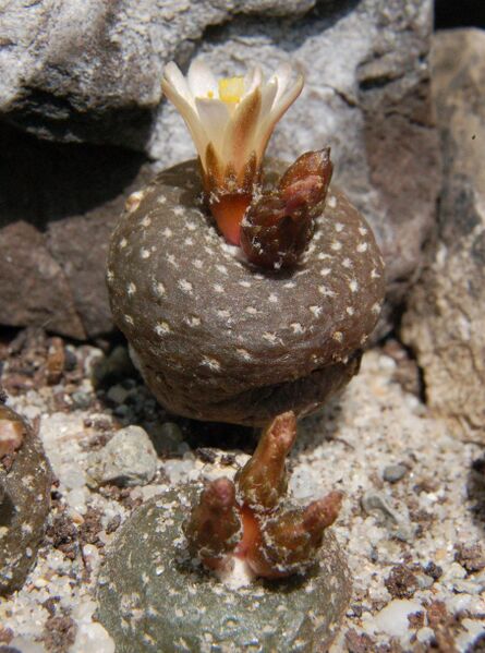 Fájl:Blossfeldia liliputana 01-000.jpg