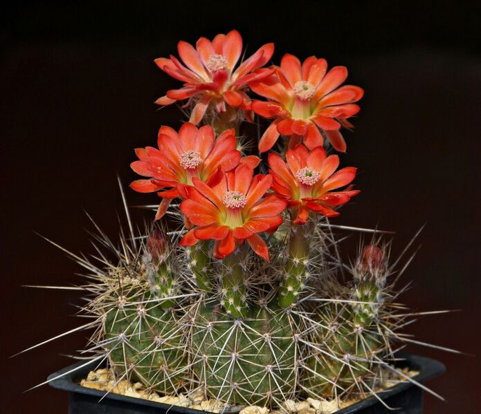 Fájl:Echinocereus polyacanthus MAO-115.SzJ 04.jpg