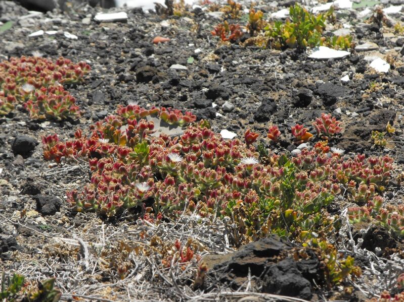 Fájl:Mesembryanthemum crystallinum-001.jpg