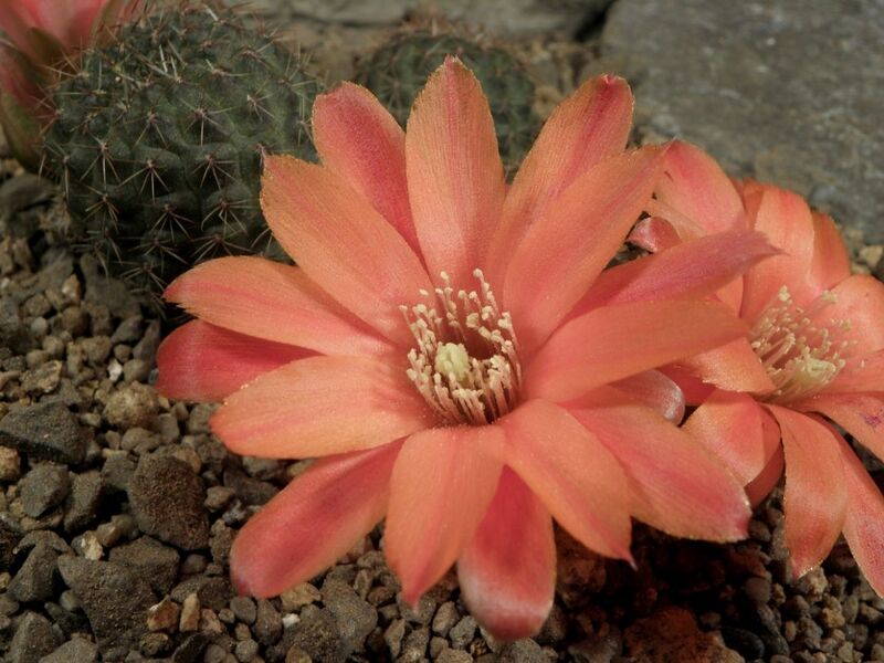 Fájl:Rebutia deminuta tarvitaensis-1.jpg