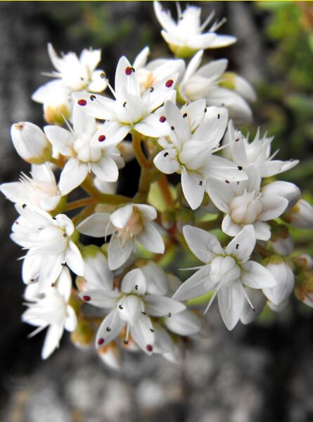 Fájl:Sedum album-0.jpg