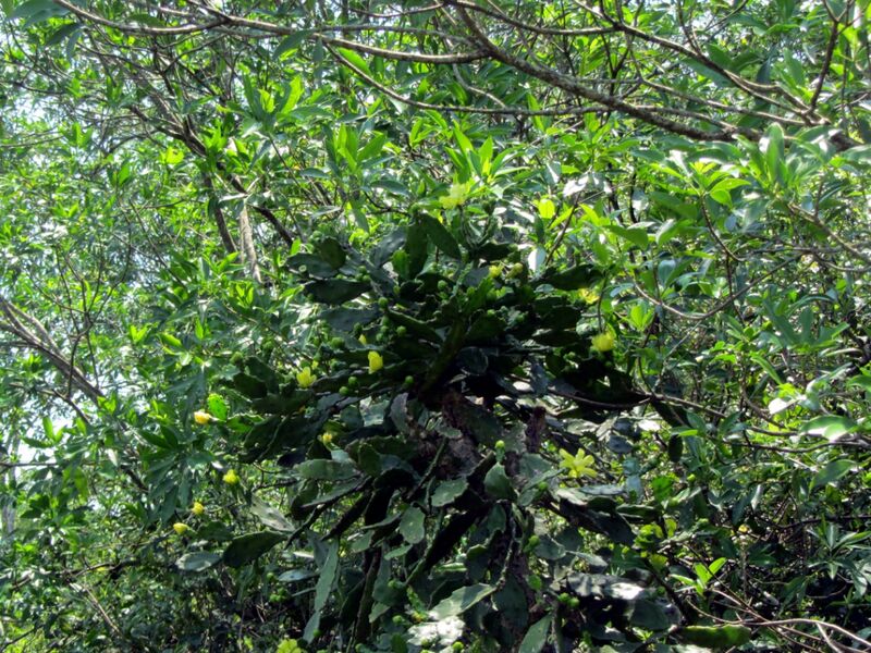 Fájl:Brasiliopuntia brasiliensis 02-002.jpg