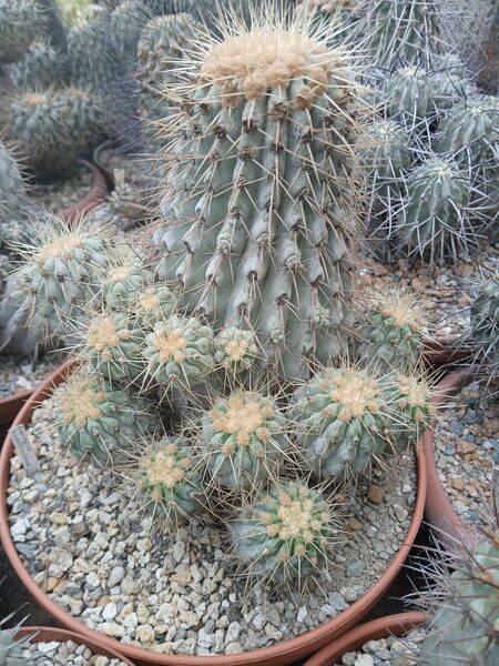 Fájl:Copiapoa haseltoniana.HL 04.jpg