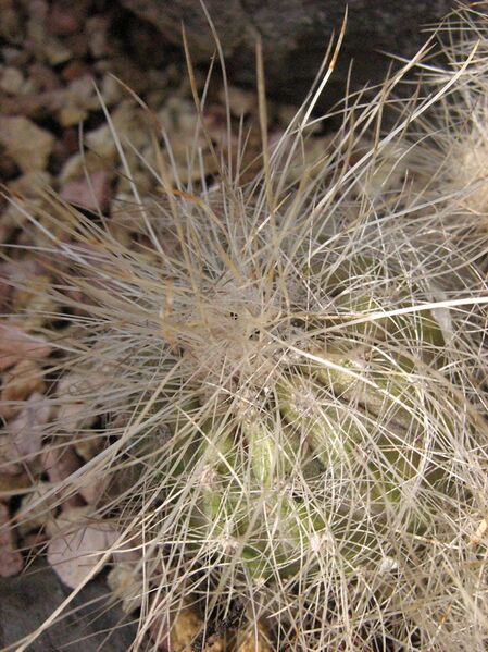 Fájl:Copiapoa krainziana-002.jpg