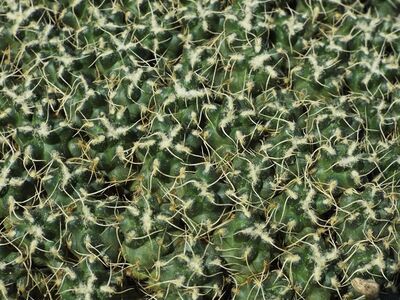 Cumulopuntia subterranea pulcherrima
