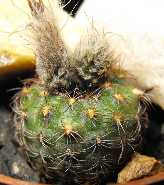 Fájl:Frailea schilinzkyana schilinzkyana-002.jpg