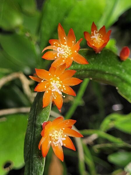 Fájl:Pfeiffera monacantha subsp. kimnachii.VZs 04.jpg