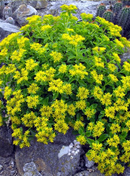 Fájl:Phedimus kamtschaticus-000.jpg