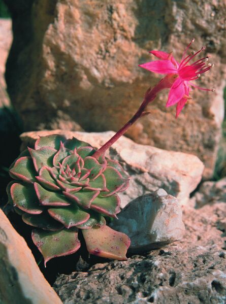 Fájl:Pozsgáslap 023-000.jpg