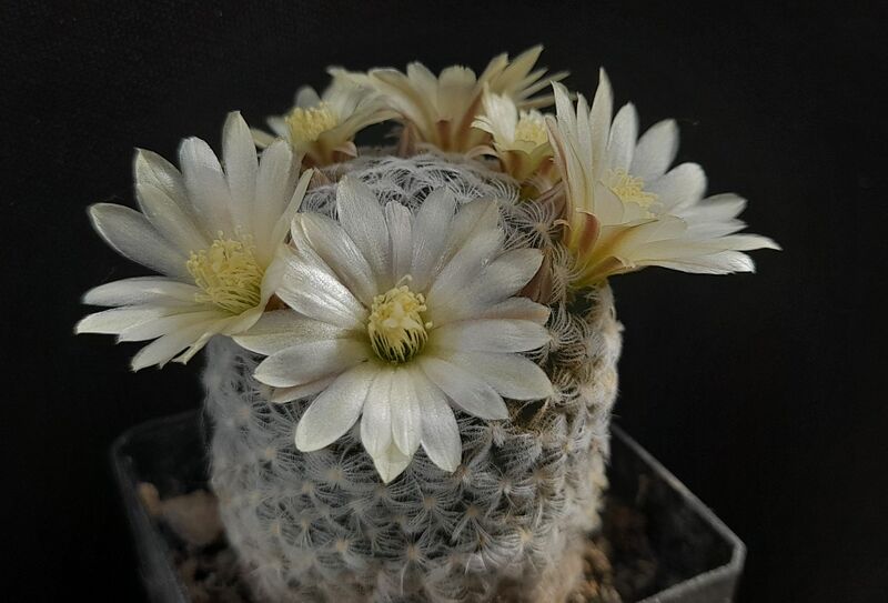 Fájl:Mammillaria duwei.JCs 02.jpg