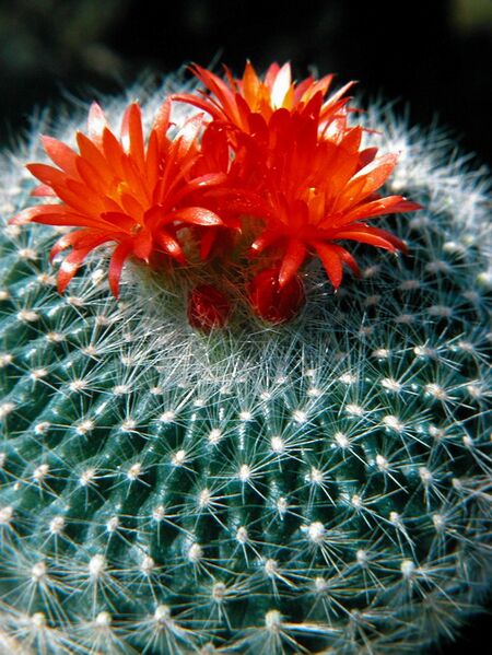 Fájl:Notocactus haselbergii-PL-7302 resize.jpg