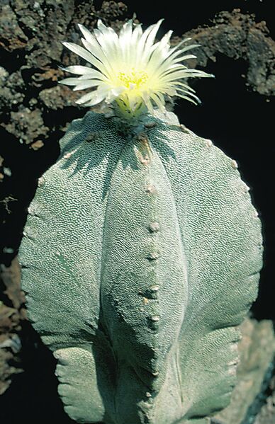 Fájl:Pozsgáslap 046-001.jpg