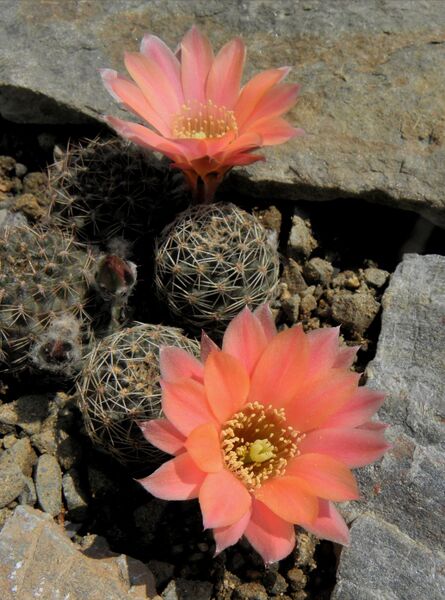 Fájl:Rebutia pygmaea crassa-0.jpg