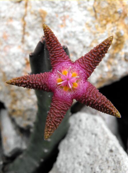 Fájl:Stapelia flavopurpurea-0.jpg