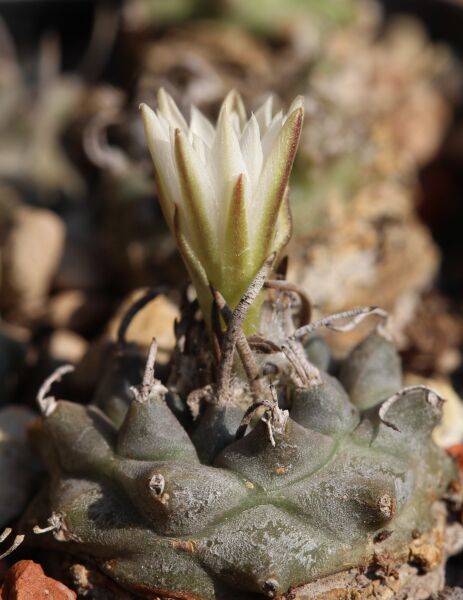 Fájl:Turbinicarpus schmiedickeanus klinkerianus-002.jpg