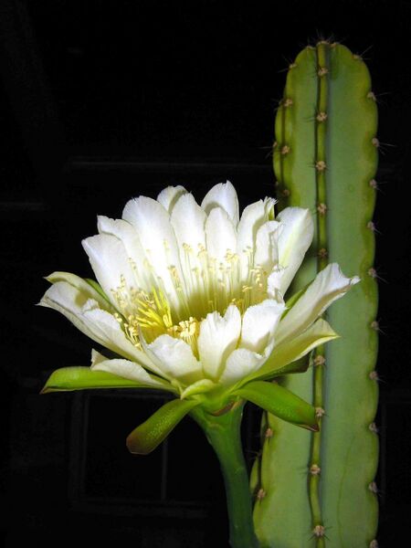 Fájl:Cereus hexagonus.Lukoczki 02.jpg