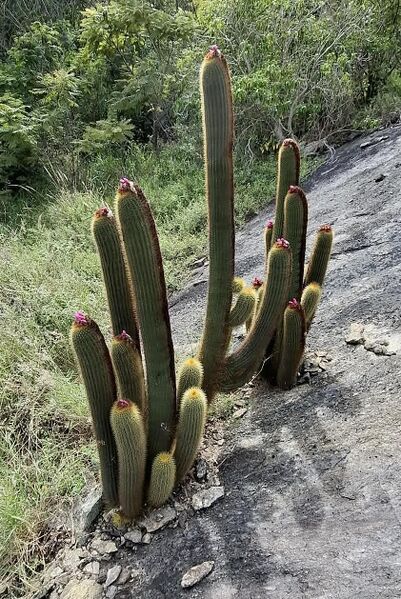 Fájl:Coleocephalocereus superbus.BJ 03.jpg