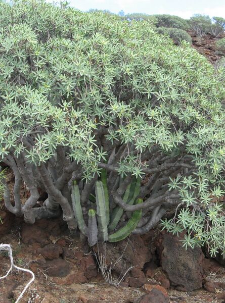 Fájl:Euphorbia balsamifera 2-000.jpg