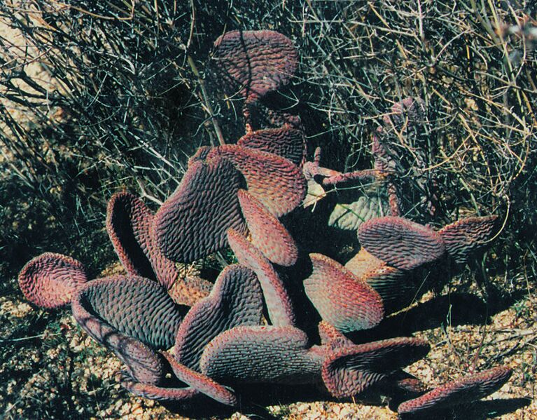 Fájl:Pozsgáslap 032-001.jpg