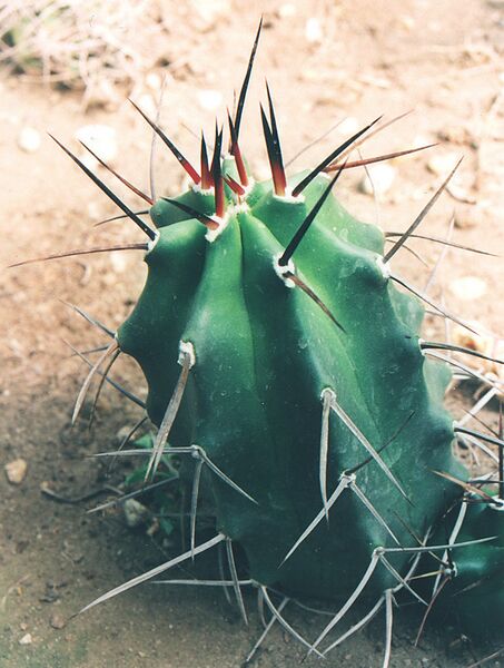 Fájl:Pozsgáslap 042-002.jpg