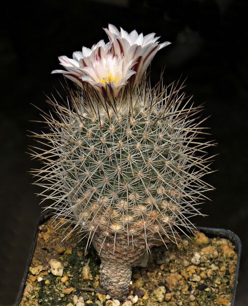 Fájl:Rapicactus mandragora.SzJ 01.jpg