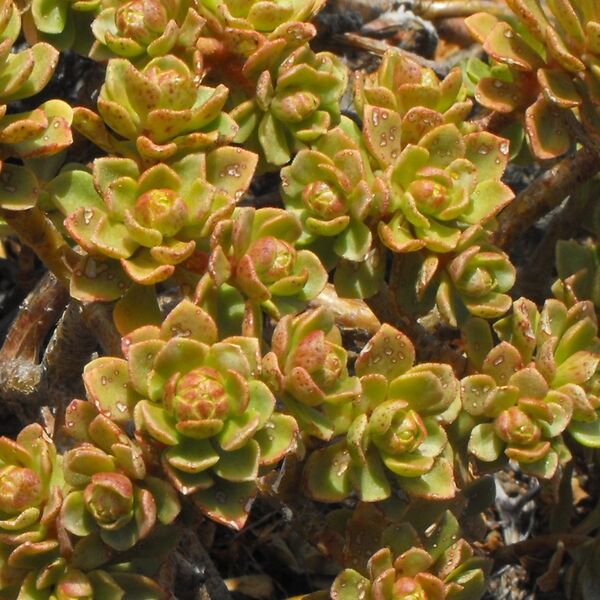 Fájl:Aeonium spathulatum-002.jpg
