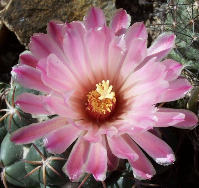 Fájl:Coryphantha elephantidens-001.jpg